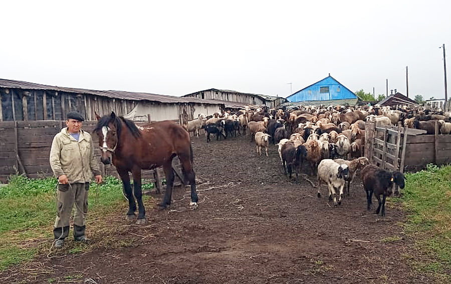 Фермер из Убинского района в рамках нацпроекта получил грант на развитие мясного животноводства