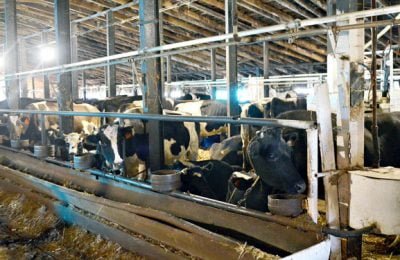 Молочное животноводство Убинского района продолжает показывать стабильный рост продуктивности