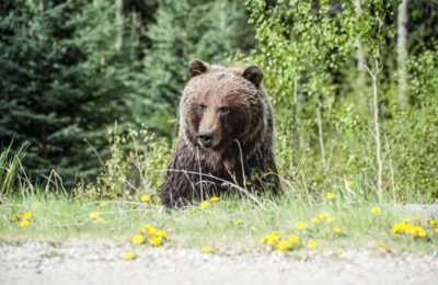 В лесах Убинского района появился медведь