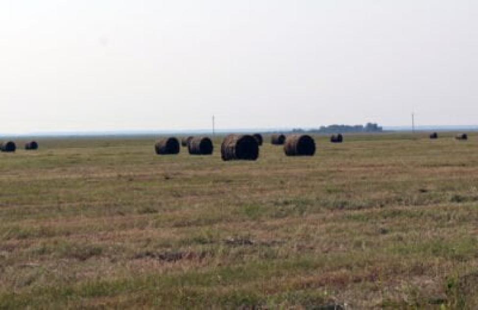 Буренки Убинского района не нуждаются в кормах