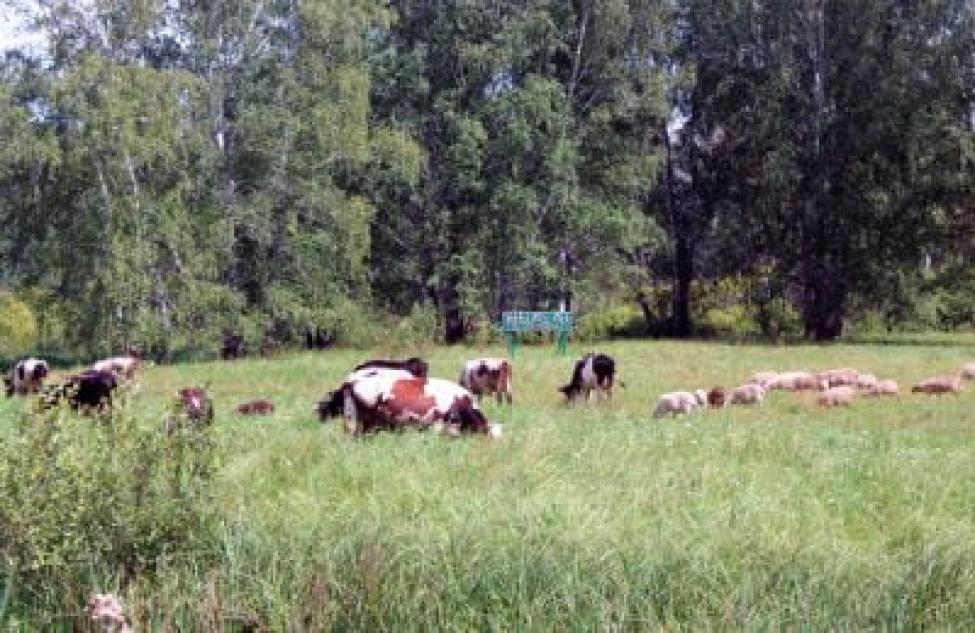 Убинские бурёнки дают почти восемь килограммов молока в сутки