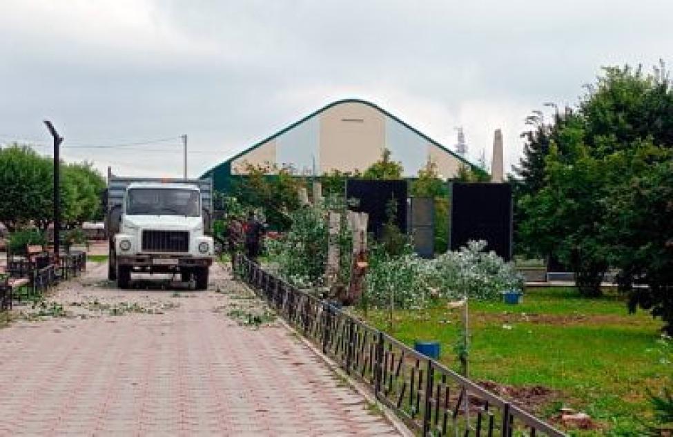 Тополей в парке райцентра станет меньше