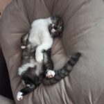 Сегодня время понаблюдать за кошкой
