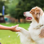 Реализацию закона об обращении с животными без хозяев в Новосибирской области поставят под строгий общественный контроль