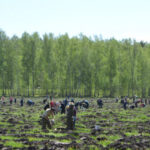 Экологический каркас Новосибирской области улучшили благодаря опережающему лесовосстановлению