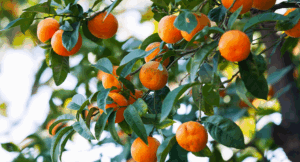 Ключевые критерии выбора качественных мандаринов к Новому году — советы специалистов ЦОК АПК