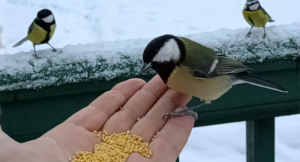 Не навреди: как кормить птиц зимой – советы от специалистов ЦОК АПК