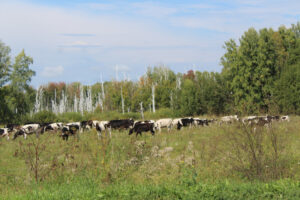 Что необходимо знать фермерам Убинского округа о побочных продуктах животноводства