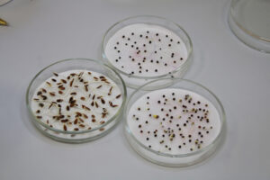 Как убинским огородникам получить хороший урожай: секрет в семенах