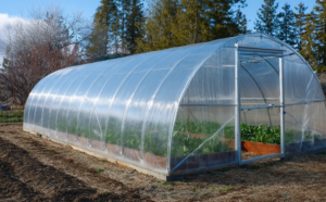 Как жителям Убинского округа подготовить теплицу к новому сезону