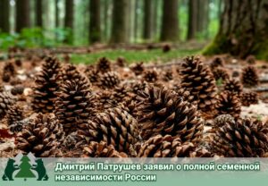 Лес в России будут восстанавливать своими семенами