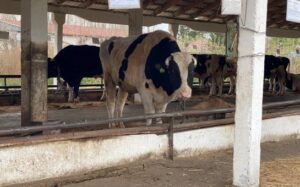 Андрей Травников: Выплаты за потерю сельхозживотных начнут 23 марта