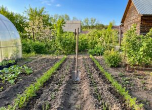 «Гороскоп» дачной совместимости культур для убинских огородников