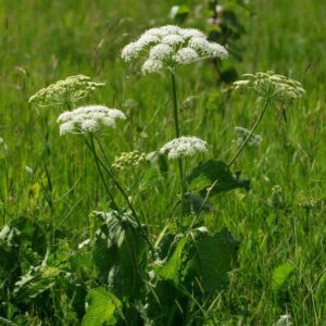 Борщевик жителям Убинского округа надо убирать