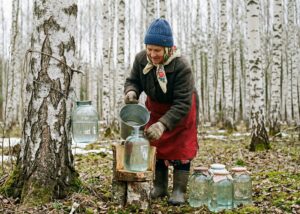 Польза и вред березового сока
