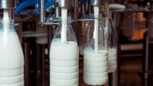 Переработка молока в Новосибирской области растёт: плюс 16,9 %