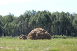 Заготовка кормов в хозяйствах Убинского округа продолжается