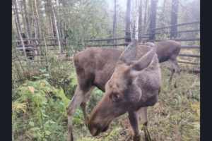 В Сузунский заказник выпустили лосей из Новосибирского зоопарка